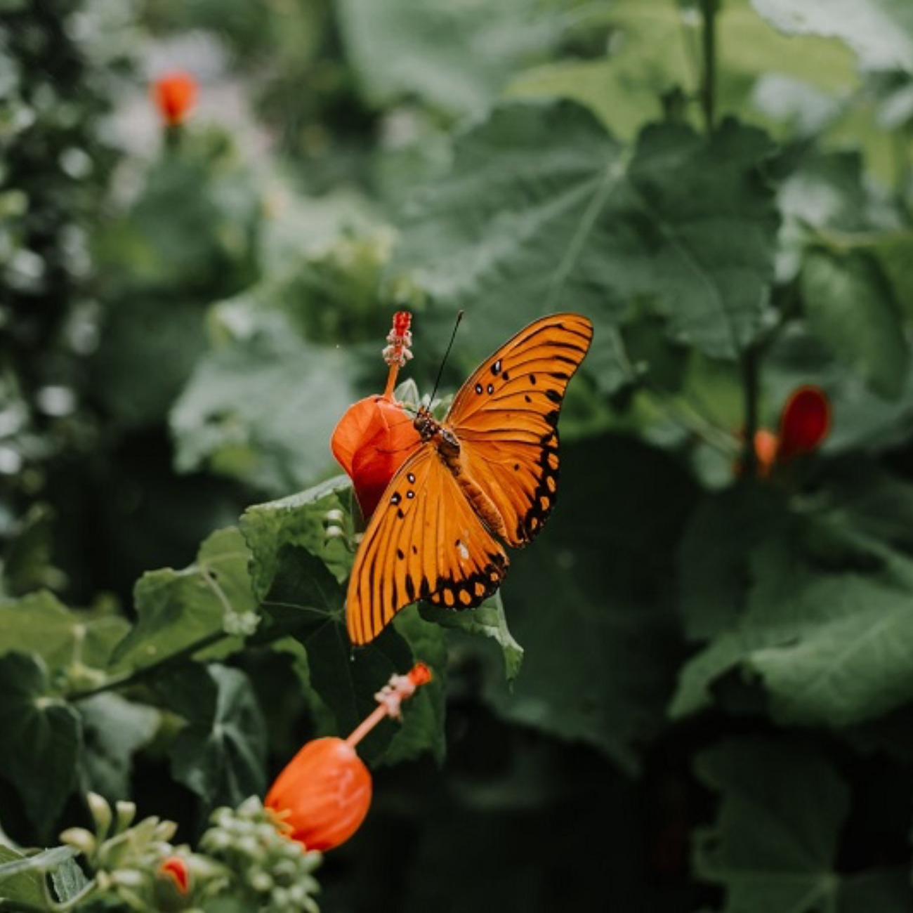 Texas Discovery Gardens Header Photo