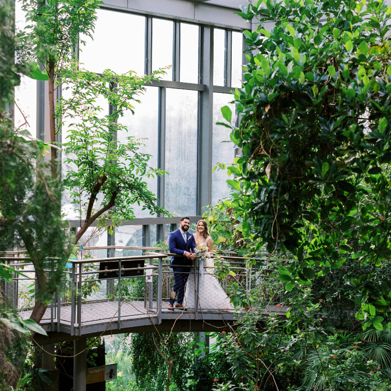 Wedding-THE BUTTERFLY HOUSE image